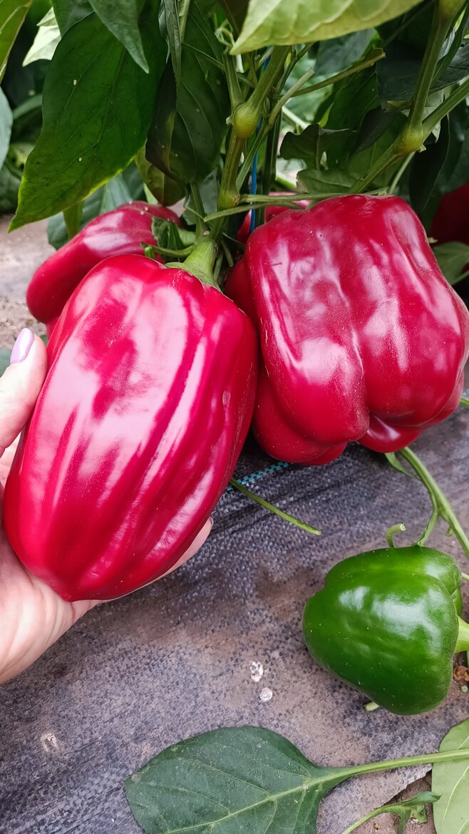 Red Square paprika ( 10 sēklas) 